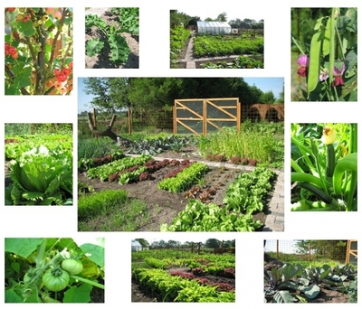 fotocollage moestuin zomer.jpg